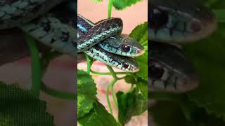 Thamnophis Sirtalis Similis  Blue Striped Garter snake [upl. by Yeffej]