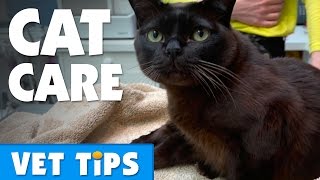 Tips for looking after your cat  Bondi Vet [upl. by Purdy174]