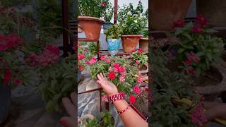 Verbena Flower Plant Care in Summer youtubeshorts viralshorts gardening [upl. by Daffi127]