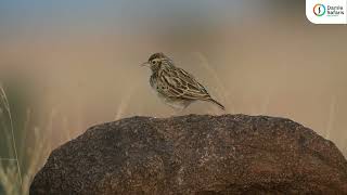 Grasslands of Pune Ashy Crowned Sparrow Lark [upl. by Eidak]