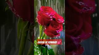 dekha ek khwaab song status dekhaekkhwaab youtubeshorts [upl. by Matrona]