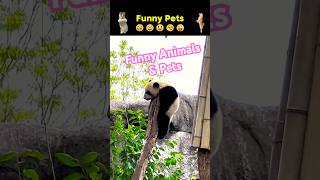 Funny Pets and Animals moment Please Enjoy 😆😝😀shortvideo funnyvideos funnyanimals [upl. by Zohar]