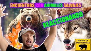 Reaccionando a Encuentros Humanos Con Animales Salvajes [upl. by Nyraf339]