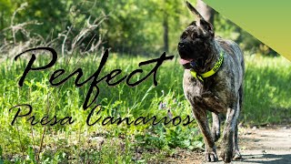 Exclusive XXL Perro de Presa Canario by SoCalPresa  DIEZ [upl. by Ecirtnahs677]