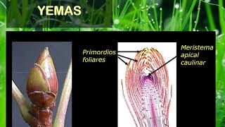 BOTANICA Tema 01 2° de 4 partes Yemas [upl. by Townshend882]