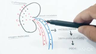 Erythropoietin hormone क्या है [upl. by Viviene216]