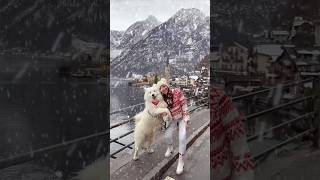 Winter in Hallstatt 🎄❄️ hallstatt winter austria snow travel samoyed [upl. by Claudell725]