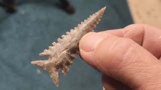 1665  Flintknapping Serrated Anaqua Point [upl. by Belvia]