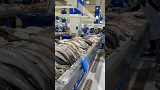 Fresh Fish market Dubai  VL Mahesh Pandiri [upl. by Felix]