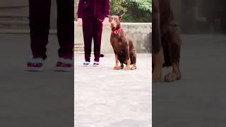 Doberman training [upl. by Hanus241]