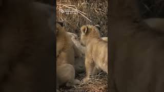 Adorable Behavior Of A Baby Lioness The Nkuhuma Lion Cubbies [upl. by Whittaker826]