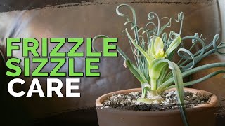 Albuca Spiralis Care  Frizzle Sizzle Plant [upl. by Asiram]