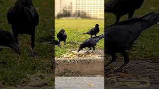 quotTalking Crows Even Better Than Parrots 🦅 AnimalFacts MindBlownquot [upl. by Nnylrac]