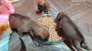 Snuggle Puggle Puppies try kibble [upl. by Llebana]