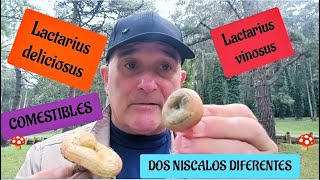 DOS SETAS COMESTIBLES LACTARIUS VINOSUS Y LACTARIUS DELICIOSUS DIFERENCIA EN EL LÁTEX [upl. by Ecnatsnok]