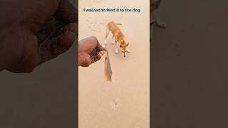 I wanted to save the stingray fish but it died shorts vairal dog sea [upl. by Saxet483]