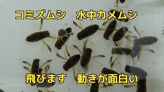 水生カメム シコミズムシ〈小水虫〉マツモムシに似ている 水生昆虫面白い動きですsubstriata Uhler Notonecta triguttata [upl. by Issie131]