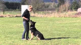 Elite Trained IPO Protection German Shepherd Obedience [upl. by Lak]