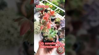 Inflorescencia en suculentas jardin plantas plants garden flores flowers succulent natural [upl. by Gala658]