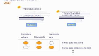 Detección de mutaciones por ASO y MLPA [upl. by Ynove294]