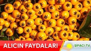 Alıç Meyvesinin Faydaları Nelerdir Cevabı Bu Videoda İlaç niyetine bol bol tüketin [upl. by Gnuh115]