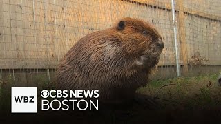 Nibi the beaver to stay at Massachusetts wildlife center and more top stories [upl. by Ayat]