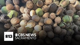 October heat pummels Central Valley as walnut harvest gets underway [upl. by Notneuq]