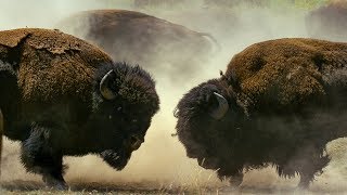 Bison Fight for Mating Rights  BBC Earth [upl. by Danyette839]