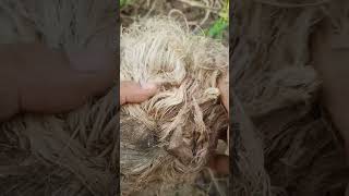 Palmyra palm tree seed are being planted P7 shorts nature [upl. by Gladi]