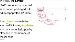 Lipid metabolism  Lec5  Lipolysis and lipogenesis [upl. by Nami]