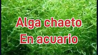 Alga chaeto en el acuario marino baja nitratos fosfatos y hasta amonio 😱😱😱😱 [upl. by Assetak]