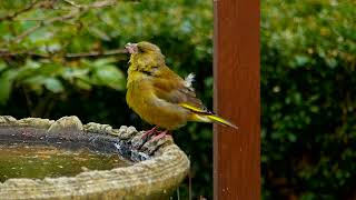 Greenfinch having a drink [upl. by Wilfreda171]