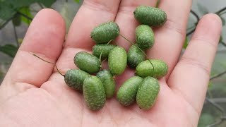 Harvesting Cucamelons  Healthy Eating ❤️ [upl. by Silverts]