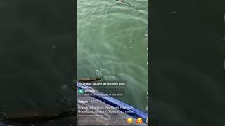 Guy catches massive northern and grandson loses it😭 fishing shorts funny [upl. by Leff]