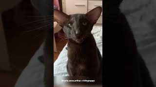 Sweet Carla Meow  Oriental Shorthair Cat shorts [upl. by Sachsse112]