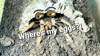 Megaphobema Robustum eggsack Vlog 5 [upl. by Kristof]