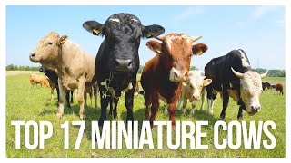 Top 17 Miniature Cow Breeds Exploring the World of Miniature Cattle Breeds [upl. by Nuahsal]