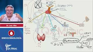 ENDOCRINOLOGÍA Esquemas de repaso Qx Medic 2023 [upl. by Lemuela]