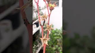 SEMILLAS y PULGONES en FLORES de ECHEVERIA  suculentas echeveria flores semillas [upl. by Bethesda]