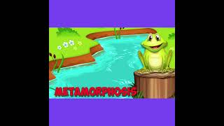 Amphibian Song short version [upl. by Verna]