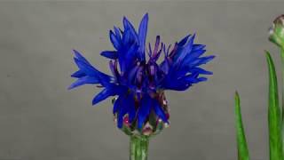 Time lapse Centaurea cyanus Cornflower blooming [upl. by Batory551]