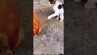 bacao youtube viralvideo cat funny shortmusic song [upl. by Brenk109]