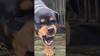 dog barking loudly angrypuppy cuteanimal angrydog cutepuppy pets angrypets rottweilerpuppy [upl. by Drawe]