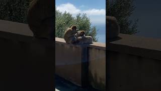 Monos de Gibraltar comiendo [upl. by Shultz742]