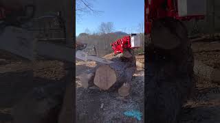 Milling a tree with no saw mill or jig [upl. by Calmas]