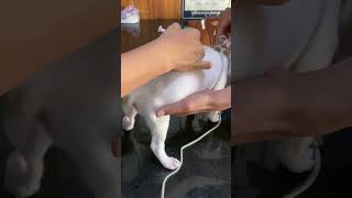 Rabies injection on puppy shortvideopuppy [upl. by Ilona]