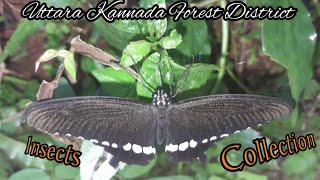 Insects Videos Uttara Kannada Forest District DAYTIME [upl. by Adda26]