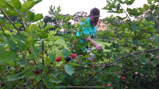 Grow Big Beautiful Blackberries [upl. by Yddeg]