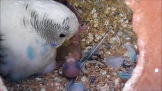 Parakeet feeding their babiesBudgies feeding babies [upl. by Janis]