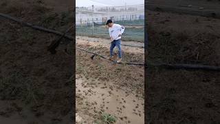 shorts agriculture farming2024 satisfying shot EliteShortsUnleashed 3212 [upl. by Brooking381]